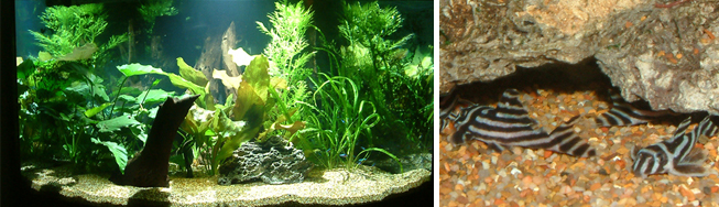 freshwater aquariums, fish, aquatic plants