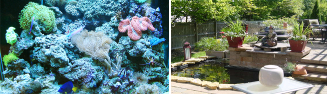 saltwater and freshwater aquariums - ponds and water gardens